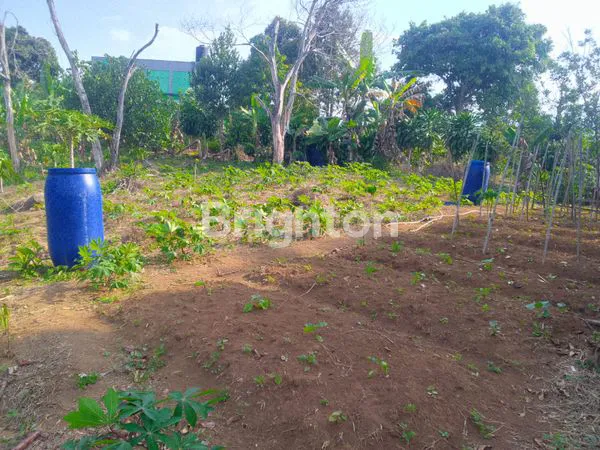 image TANAH KEBUN MURAH 1 HEKTAR DI PUNCAK 2 BOGOR (3)