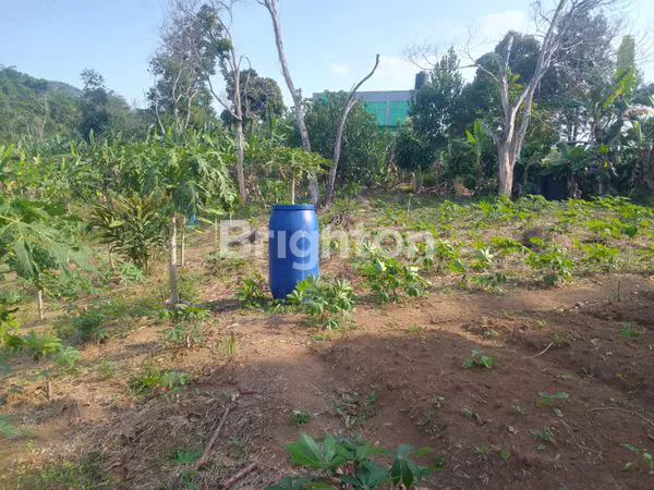 image TANAH KEBUN MURAH 1 HEKTAR DI PUNCAK 2 BOGOR (2)