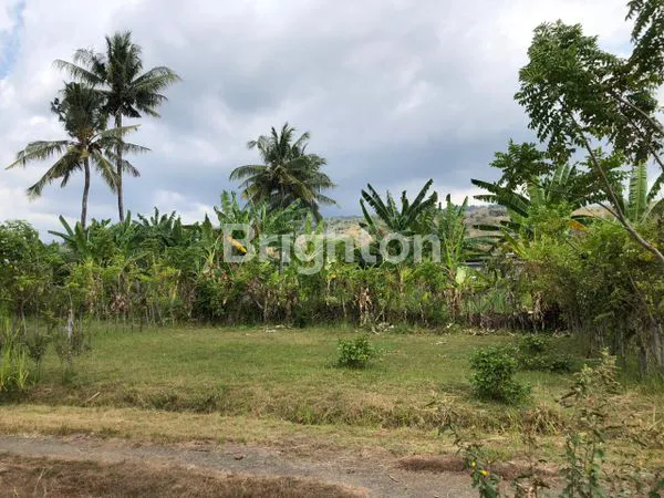 TANAH SIAP BANGUN DI LOVINA SINGARAJA