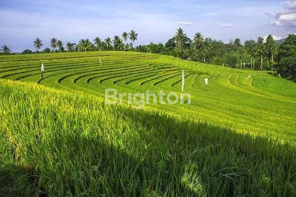 KESEMPATAN EMAS MEMILIKI TANAH CANTIK STRATEGIS SELUAS 78,5 ARE DI ANTOSARI, TABANAN BALI