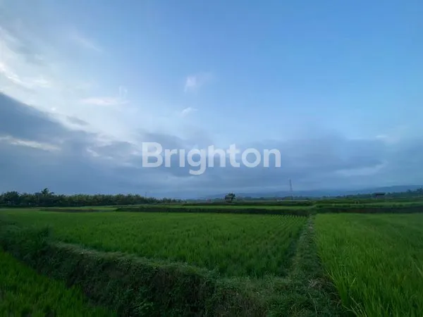 image TANAH DENGAN VIEW GUNUNG DAN PANTAI SELUAS 49,9 ARE DI DESA PANGYANGAN JEMBRANA BALI (8)