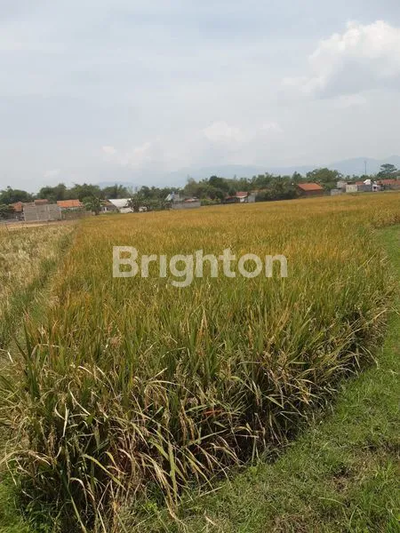 LAHAN SAWAH PRODUKTIF DIJUAL CEPAT DI CIPARAY