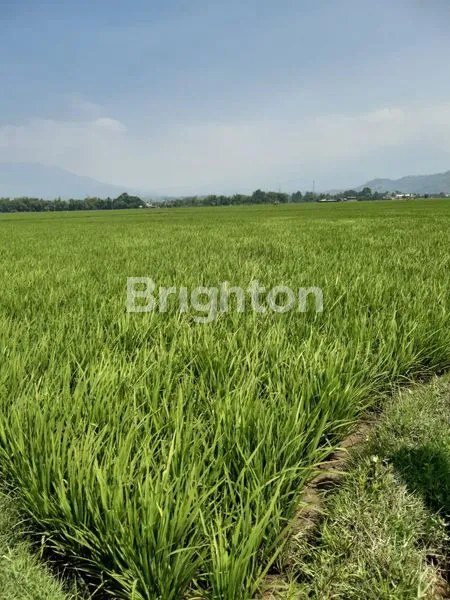 DIJUAL CEPAT LAHAN SAWAH PRODUKTIF DI CIPARAY