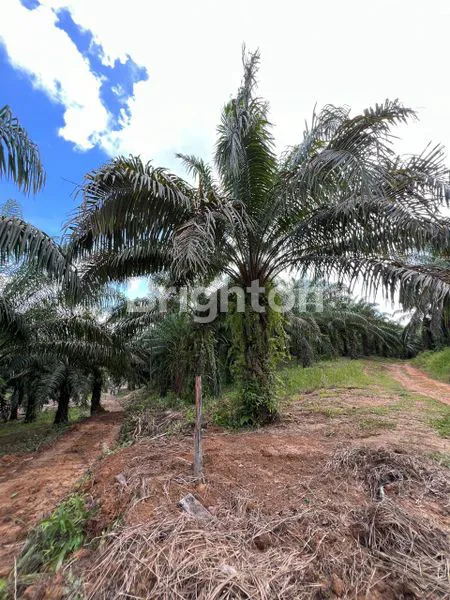 image DI JUAL TANAH IKN KAWASAN RING 2 (4)