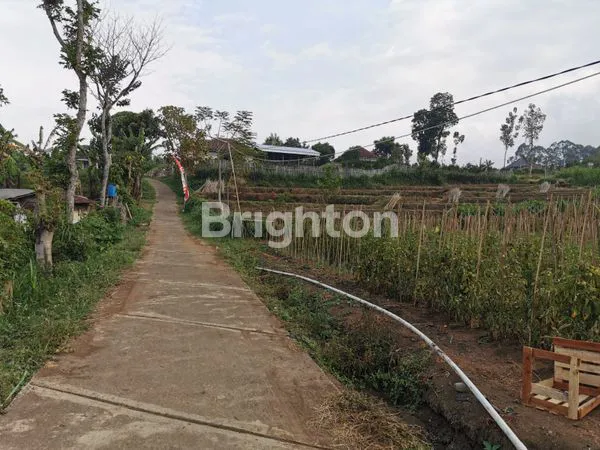 image TANAH ADA TANAMAN JERUK LOKASI DEKAT UIN KOTA BATU COCOK UTK USAHA (2)