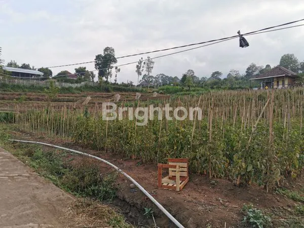 image TANAH ADA TANAMAN JERUK LOKASI DEKAT UIN KOTA BATU COCOK UTK USAHA (1)