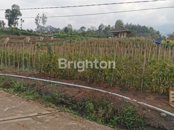 image TANAH ADA TANAMAN JERUK LOKASI DEKAT UIN KOTA BATU COCOK UTK USAHA (3)
