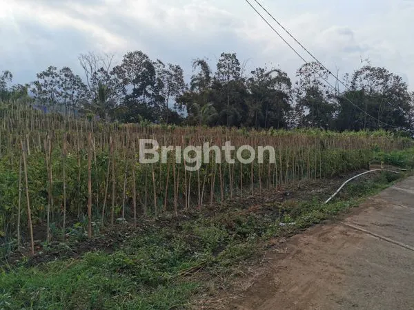 image TANAH ADA TANAMAN JERUK LOKASI DEKAT UIN KOTA BATU COCOK UTK USAHA (4)