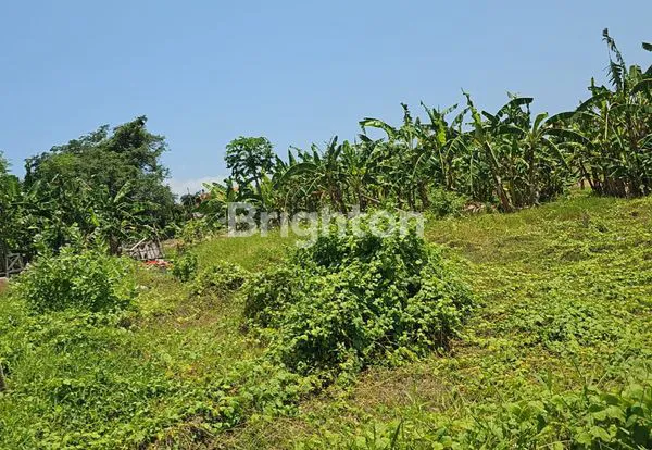 image TANAH KAVLING PREMIUM DI BERAWA CANGGU BALI (5)