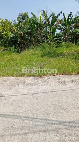 image TANAH DIJUAL KAMPUNG TIMUR (3)