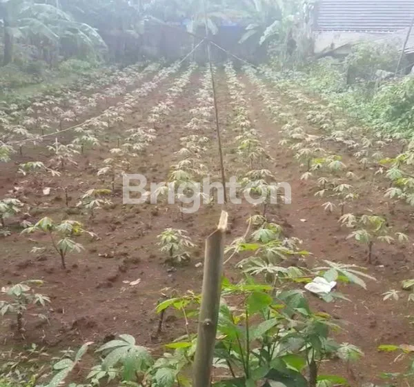 image TANAH DIJUAL LOKASI BAGUS DAN DATAR (1)