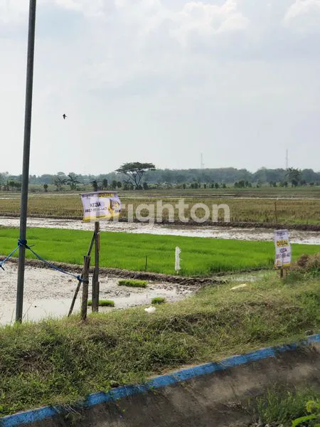 image TANAH SAWAH YANG LUAS (3)