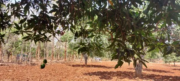 KEBUN MANGGA PRODUKTIF
