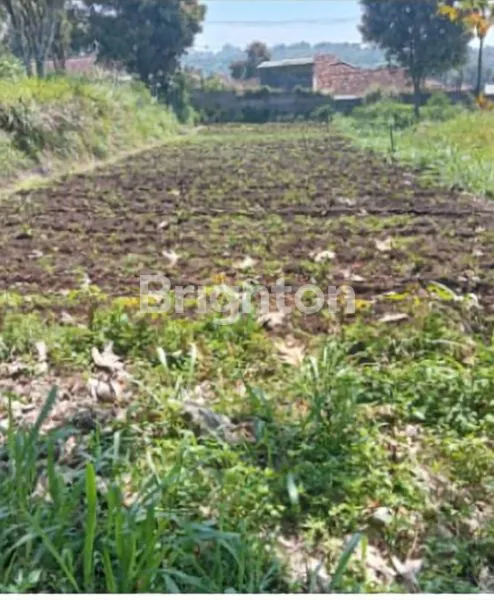 image LAHAN LUAS DAN MURAH DI CISARUA , LEMBANG (5)