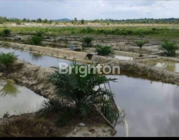 image JUAL TANAH BONUS KEBON SAWIT, TAMBAK IKAN, PEMANCINGAN DAN VILLA. (3)