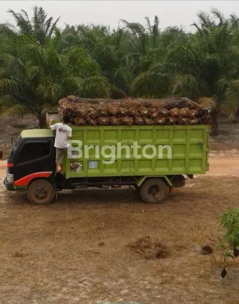 image JUAL TANAH BONUS KEBON SAWIT, TAMBAK IKAN, PEMANCINGAN DAN VILLA. (6)