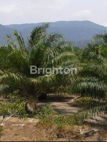 image JUAL TANAH BONUS KEBON SAWIT, TAMBAK IKAN, PEMANCINGAN DAN VILLA. (8)