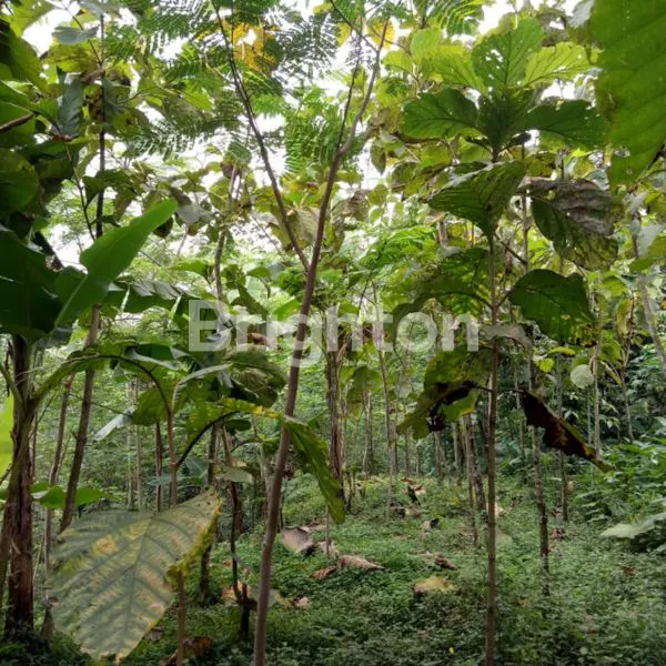 image TANAH KEBUN DI PRIGEN PANDAAN (2)