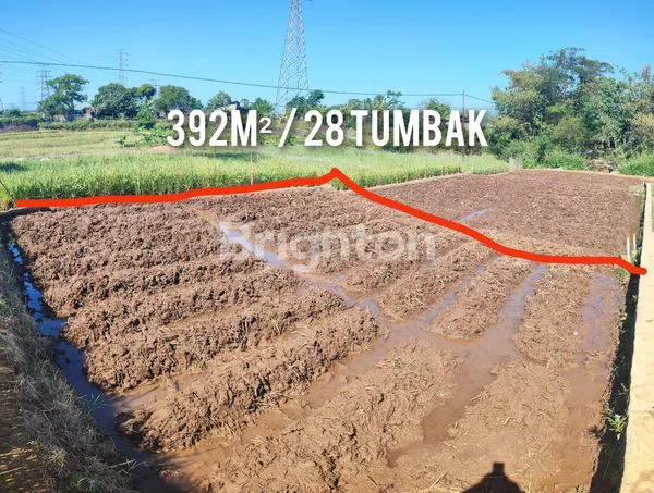 image TANAH SAWAH PRODUKTIF (3)