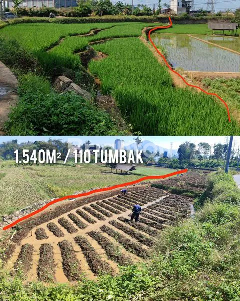 image TANAH SAWAH PRODUKTIF (2)