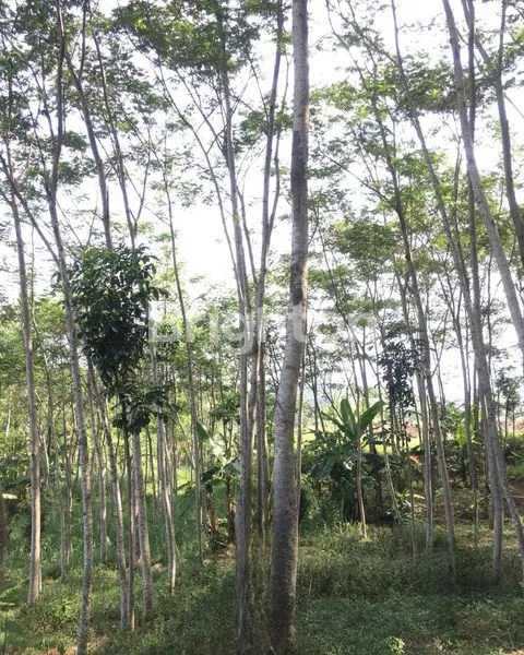 image TANAH KALONGAN UNGARAN, LOKASI ASRI HANYA 50 METER DARI JALAN  (2)