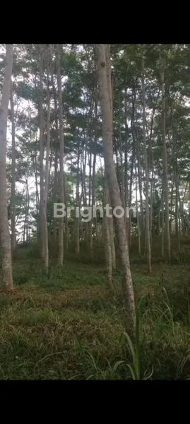 image TANAH KALONGAN UNGARAN, LOKASI ASRI HANYA 50 METER DARI JALAN  (4)