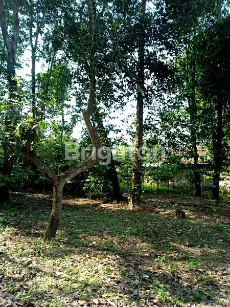 image TANAH BONUS BANGUNAN, EX RESTO, AREA CANDI PRAMBANAN, PLAOSAN, KAFE CAFE KOPI, PERUMAHAN, PERKEBUNAN (2)