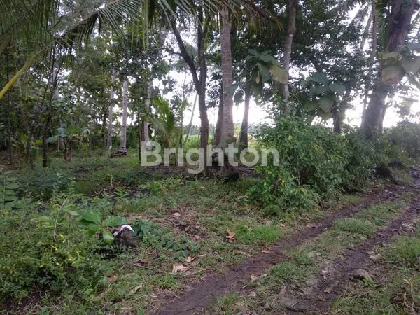 image TANAH BONUS BANGUNAN, EX RESTO, AREA CANDI PRAMBANAN, PLAOSAN, KAFE CAFE KOPI, PERUMAHAN, PERKEBUNAN (6)