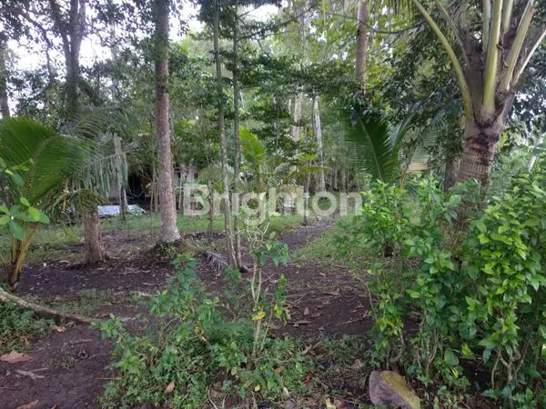 image TANAH BONUS BANGUNAN, EX RESTO, AREA CANDI PRAMBANAN, PLAOSAN, KAFE CAFE KOPI, PERUMAHAN, PERKEBUNAN (7)