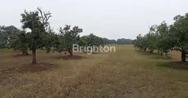 MURAH TANAH UNTUK INVESTASI DEKAT PELABUHAN PATIMBAN SUBANG