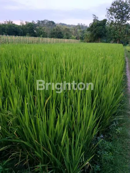 HOT PRICE TANAH DI YOGYAKARTA