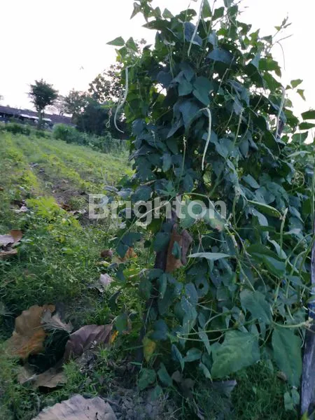 image HOT PRICE TANAH DI YOGYAKARTA (2)