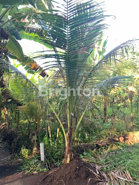 image PROPERTI EKSKLUSIF 1 HEKTAR DI DESA PANGYANGAN, DEKAT PANTAI & JALAN RAYA (3)