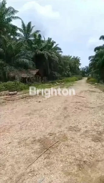 KEBUN SAWIT DI ACEH TIMUR