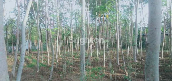 image TANAH SIAP BANGUN DI DAERAH BULU - SEMEN , DEKAT GOR JOYOBOYO (1)