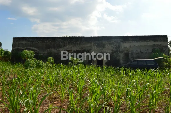 image GOWA WALET TEGAL GUO DI SIDONGANTI KEREK TUBAN (4)