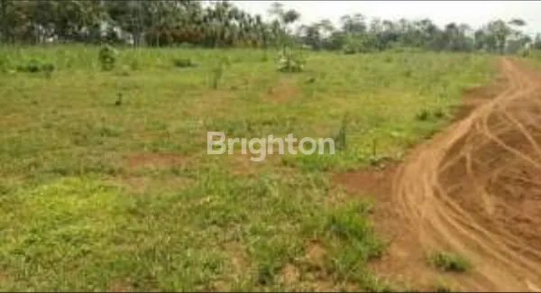 image MURAH !!! TANAH 2 HA DAERAH LENGKONG NGANJUK (1)