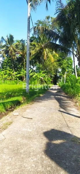 image TANAH 29,4 ARE DI KUWUM MARGA TABANAN (1)