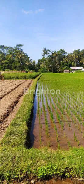 image TANAH 29,4 ARE DI KUWUM MARGA TABANAN (2)