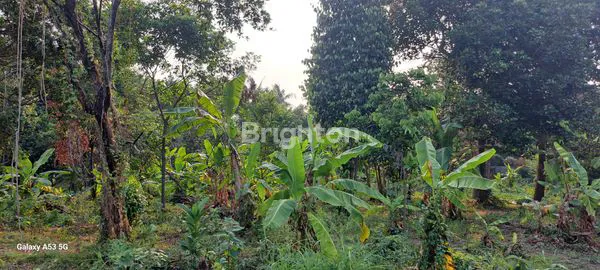 image TANAH LUAS 7436M² DI LENTENG AGUNG (3)