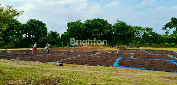 image TANAH KAVLING COCOK UNTUK VILLA, GUEST HOUSE, KUBUTAMBAHAN, BULELENG, SINGARAJA, BALI (2)