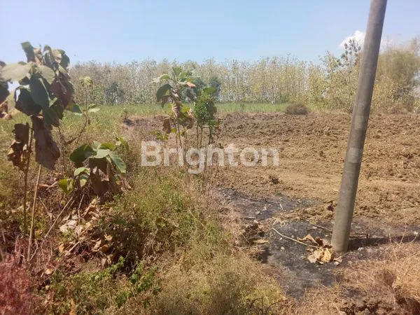 image TANAH LUASS  DI SUKOBENDO LAMONGAN (2)