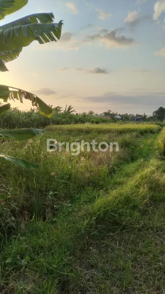 image TANAH UNTUK DISEWAKAN LOKASI TUMBAKBAYUH 10 ARE (2)