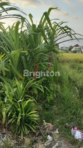 image TANAH UNTUK DISEWAKAN LOKASI TUMBAKBAYUH 10 ARE (3)