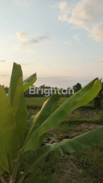 image TANAH UNTUK DISEWAKAN LOKASI TUMBAKBAYUH 10 ARE (5)