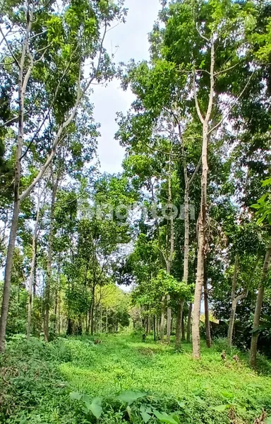 image LIMITED! TANAH 0 JALAN RAYA, VIEW GUNUNG, DI CIAPUS BOGOR (7)