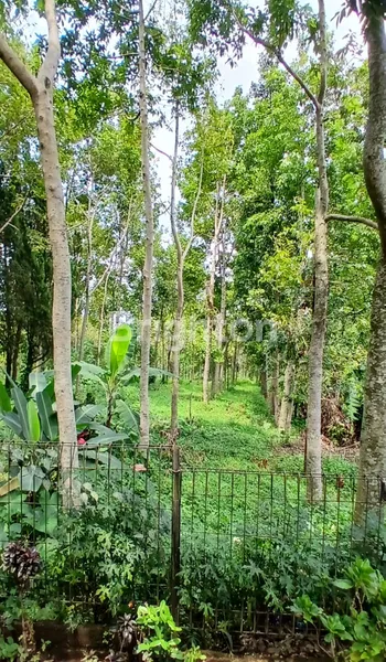 image LIMITED! TANAH 0 JALAN RAYA, VIEW GUNUNG, DI CIAPUS BOGOR (8)