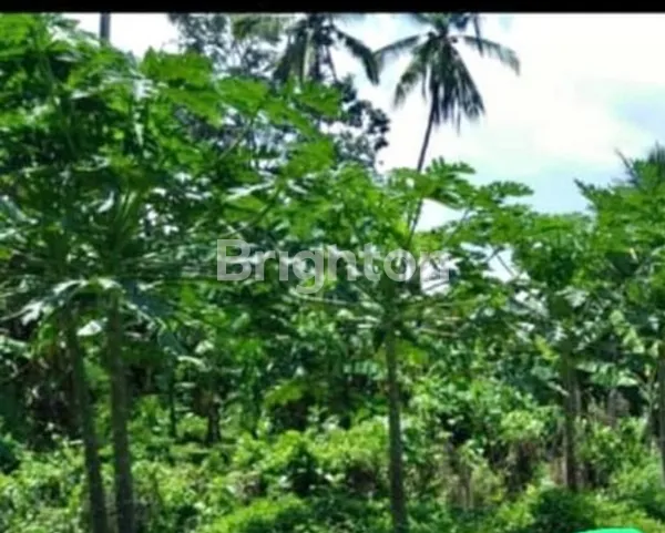 image JUAL TANAH LOKASI MENGWI (2)