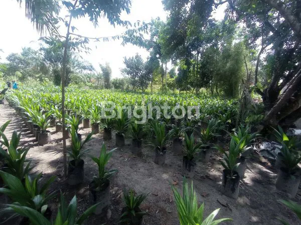 image TANAH KAVLING MURAH (5)