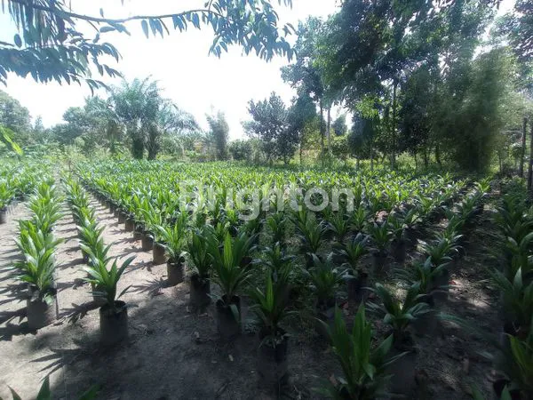 image TANAH KAVLING MURAH (1)